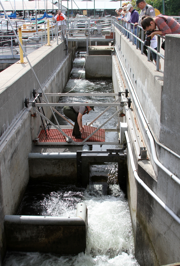 Seattle District > Missions > Civil Works > Locks and Dams > Chittenden  Locks > Fish Ladder