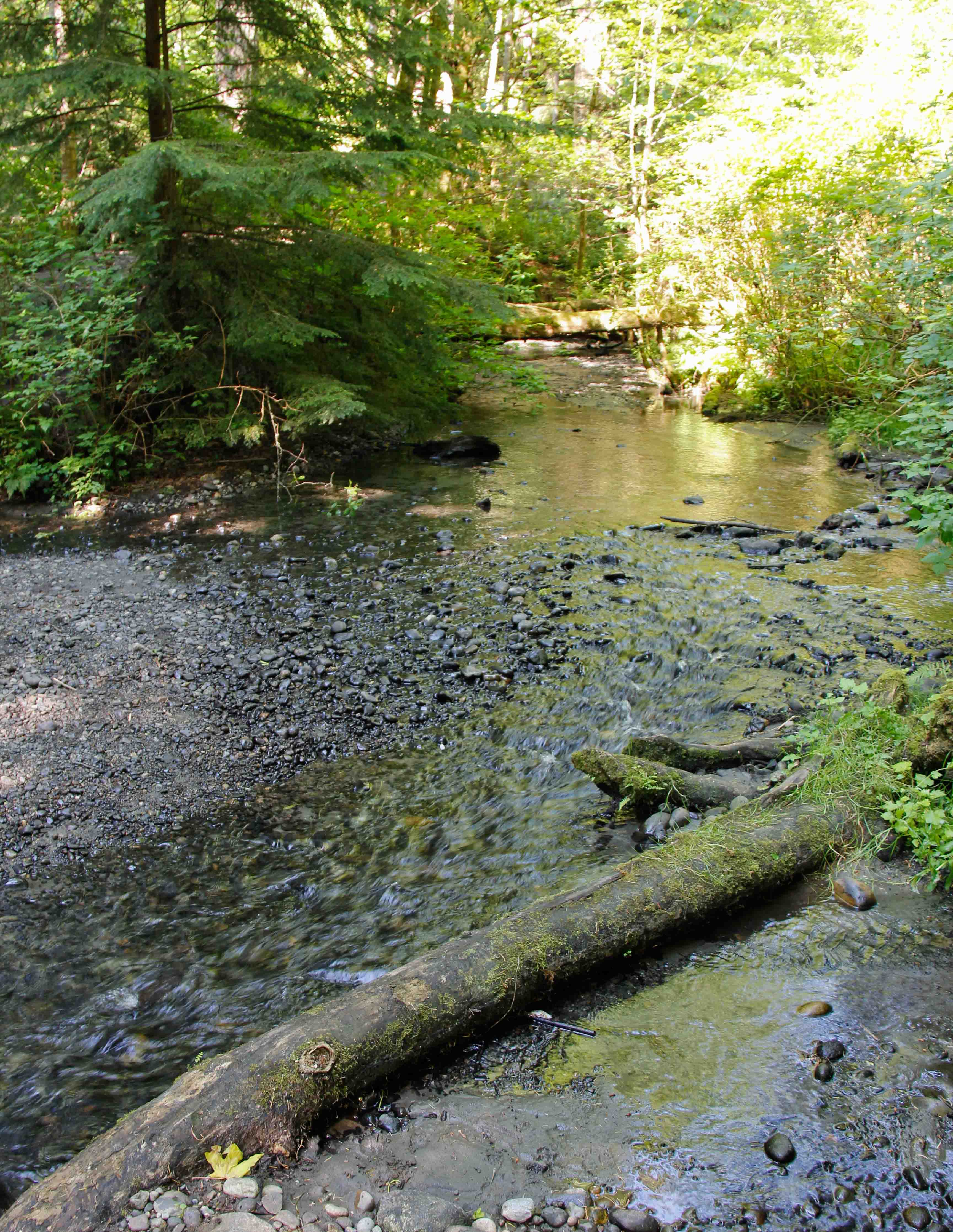 Photo of Boeing Creek, Shoreline, Washington